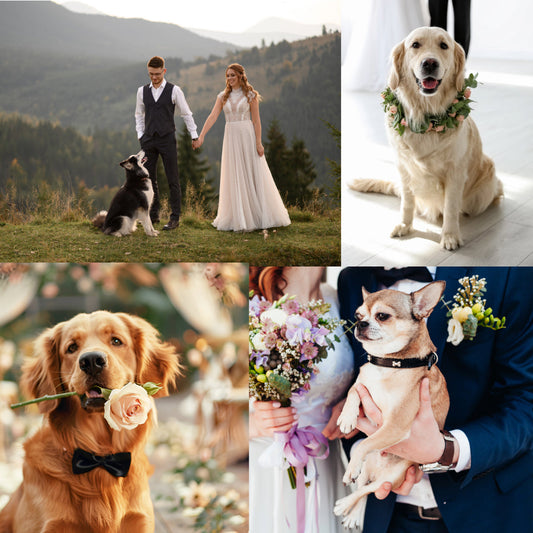 🐾 Why Dogs Deserve a Spot in Your Wedding Ceremony