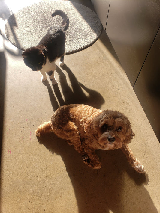 The Story Behind Ginger Daisy Pets: A Brand from the Heart